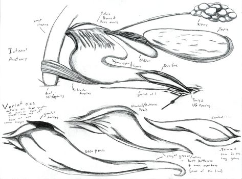 Mermaid Anatomy, Reproductive Anatomy, Man Anatomy, Reference Chart, Mermaids And Mermen, Reproductive System, Creature Art, Drawing Tutorial, Drawing Reference