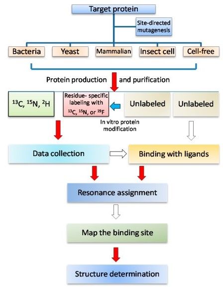 Nuclear Magnetic Resonance (NMR) Pharmaceutical Analysis - Creative Proteomics Protein Folding, Nuclear Magnetic Resonance, Mass Spectrometry, Nuclear Medicine, Structural Analysis, Magnetic Resonance, Scientific Research, Data Collection, Life Science