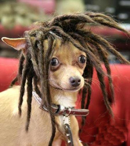 Uploaded with Pinterest Android app. Get it here: http://bit.ly/w38r4m Funny Chihuahua Pictures, Dog With Wig, Chihuahua Funny, Chihuahua Love, Tiny Dogs, Small Dog, 귀여운 동물, Dog Pictures, I Love Dogs