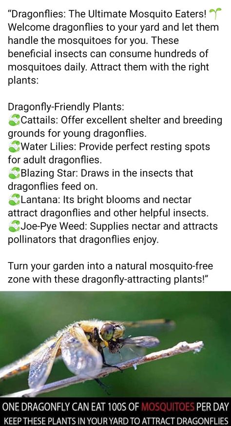 Dragonfly Habitat, Damselflies, Attract Pollinators, Beneficial Insects, Water Lilies, Dragonflies, Farm Life, Habitat, Flowers