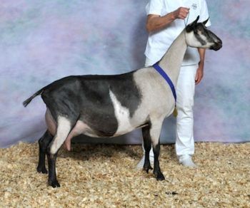 Backyard Goats, Types Of Goats, Alpine Goats, Goats And Sheep, Dairy Goats, Cattle Farming, Cattle Dogs, Charlottesville Virginia, Milk Production