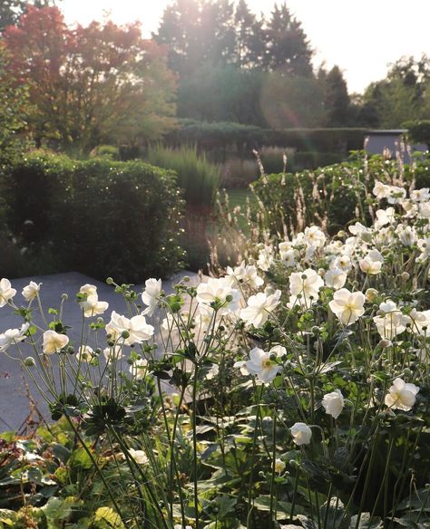 Gavin McWilliam on Instagram: “Anemone × hybrida Honorine Jobert catching the early evening light in our Hertfordshire Garden yesterday. #light #atmosphere #colour…” Anemone Honorine Jobert, Anemone Japonica, Early Evening, Evening Light, Patio Ideas, Anemone, Planting, Instagram Profile, Patio