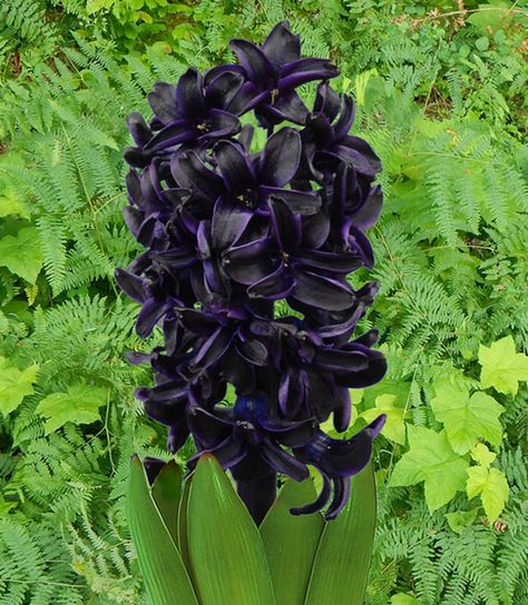 Hyacinth Dark Dimension Black Hyacinth, Hyacinth Bulbs, Lab Black, Prairie Planting, Purple Hyacinth, Goth Garden, Garden Swimming Pool, Gothic Garden, Gravel Garden