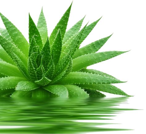 Aloe Vera Powder For Face (862x792) Aloe Vera Acne, Aloe Vera Powder, Low Porosity Hair Products, Pure Aloe Vera, Aloe Vera Plant, Plant Images, Low Light Plants, Plant Lighting, Kew Gardens