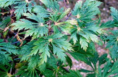 Acer japonicum 'Aconitifolium' | downy Japanese maple 'Aconitifolium'/RHS Gardening Small Evergreen Shrubs, Hampton Court Palace Gardens, Orchid Show, Acer Palmatum, Garden Types, Plant Ideas, Small White Flowers, Red Leaves, Herbaceous Perennials