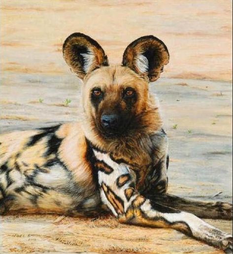 The African wild dog, also called Cape hunting dog or painted dog, typically roams the open plains and sparse woodlands of sub-Saharan Africa. African Hunting Dog, Painted Dog, Wild Dog, African Wild Dog, Hunting Dog, Animale Rare, Rare Animals, Endangered Animals, African Wildlife