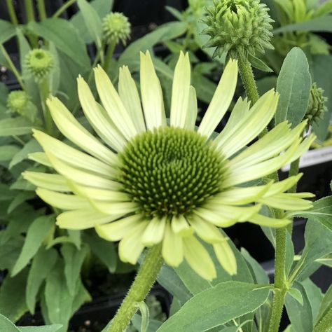 ECHINACEA_GREEN_JEWEL_CONEFLOWER_GC_ECHGJ_01 Deer Garden, Garden Mum, Hydrangea Arborescens, Meadow Flowers, Flower Spike, Hens And Chicks, Fragrant Flowers, Types Of Soil, Perennial Plants