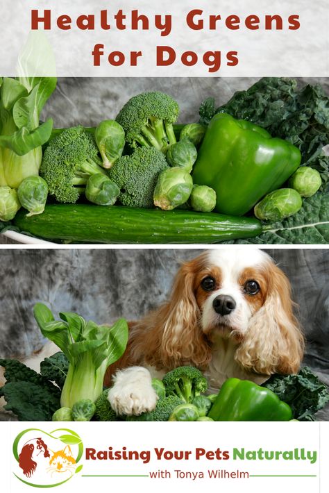 Crafts For Dog Lovers, Veggies For Dogs, Dog Safe Vegetables, Sewing Dog Clothes, Raw Food For Dogs, Raw Diet For Dogs, Dog Food Diy, Cooking For Dogs, Fresh Food Diet