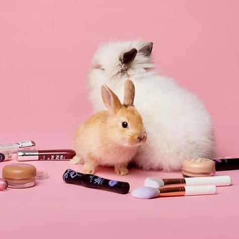 Stop Animal Testing, Bunny Makeup, Herbal Essence, Facial Oils, Glow Primer, Panda Eyes, Social Campaign, Oil For Dry Skin, Bronzer Brush