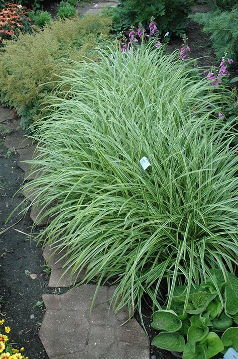 Carex Ice Dance, Japanese Sedge, Carex Grass, Japanese Forest, Perennial Grasses, Aesthetic Garden, California Garden, Garden Aesthetic, Fast Growing Plants