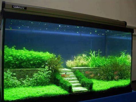 1000+ ideas about Aquarium on Pinterest | Aquascaping, Freshwater ... Betta Fish Tank Ideas, Fish Tank Themes, Fish Tank Terrarium, Amazing Aquariums, Cool Fish Tanks, Fish Tank Design, Betta Aquarium, Aquarium Terrarium, Diy Aquarium