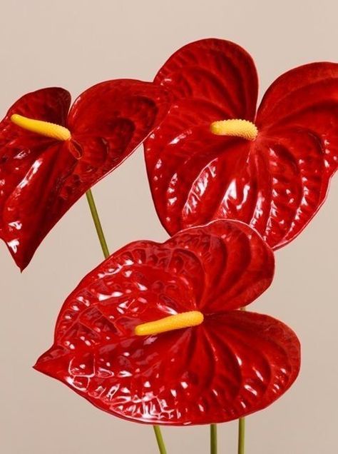 Red Kisses, Anthurium Plant, Anthurium Flower, Tropical Flower Plants, Lip Lacquer, Spring Home Decor, Flower Art Painting, Botanical Flowers, Exotic Flowers