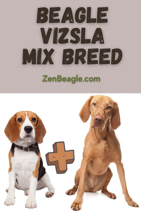 Looking for a unique and affectionate mix breed? Check out the Beagle Vizsla! Our post explores everything you need to know about this sweet and intelligent hybrid, from its appearance and temperament to its exercise and training needs. #BeagleVizslaMix #DogMixBreeds #DogLovers Fun Personality, Dog Mixes, Personality Traits, Mixed Breed, High Energy, Dog Lovers, Need To Know, Dogs