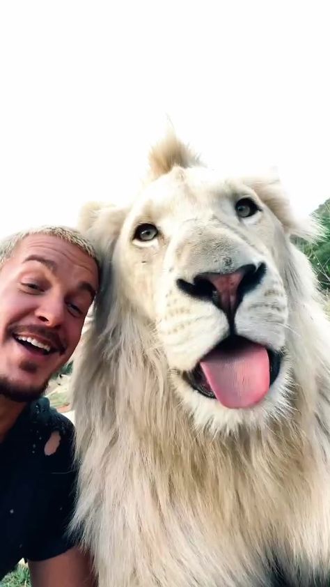 dean.schneider(@deanschneider.official) on TikTok: Caption This 😂🙌🏼🦁 Dean Schneider, Caption This, Animals Of The World, All About Cats, Cat Pin, Animals Beautiful, Dean, Funny Cats, Funny