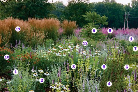 Matrix Planting, Sesleria Autumnalis, Rhus Typhina, Black Adder, Native Plant Landscape, Prairie Planting, Prairie Garden, Native Plant Gardening, Meadow Garden