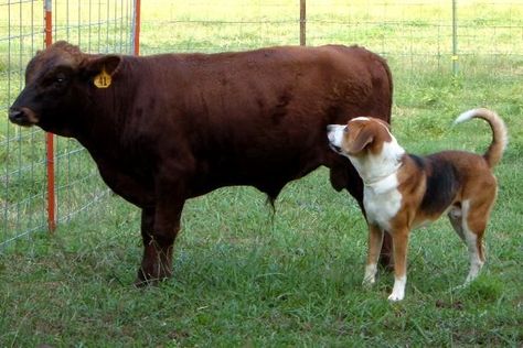 Dexter Cattle, Miniature Cattle, Miniature Cows, Raising Cattle, Mini Cows, Future Farms, Homesteading Skills, Self Reliance, Dairy Cows