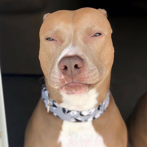 Dog Meme, Dog Sitting, Light Skin, Pitbull, Skin, On Instagram, Instagram