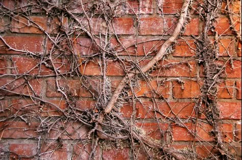 Growth Background, Blood Witch, Nature In The City, Suddenly Last Summer, Edward Said, The Glass Menagerie, Ivy Wall, Old Brick Wall, Wall Brick