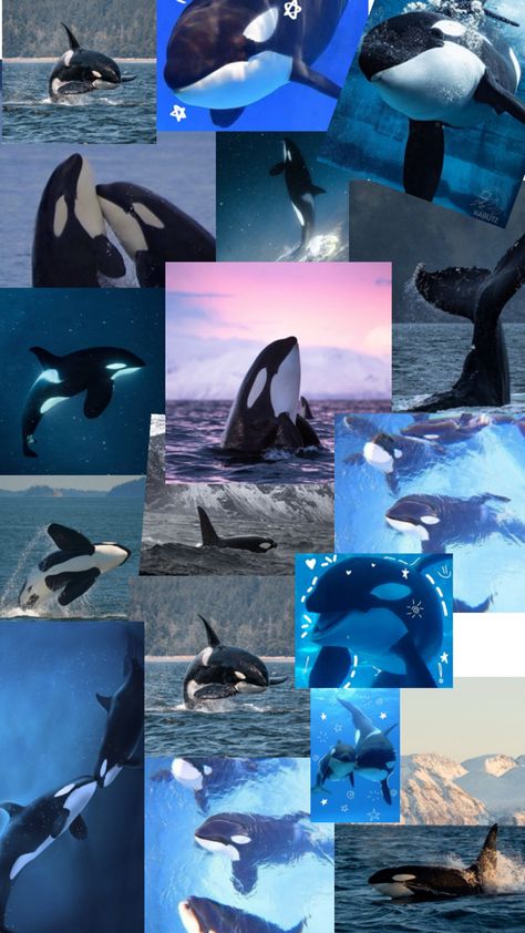 Beautiful pictures of orca whales or killer whales Orca Whales, Killer Whale, Killer Whales, Whales, Beautiful Pictures