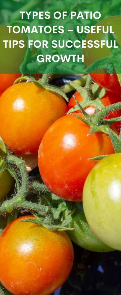 Did you know about the Patio tomatoes? If you did, what do you think are the types of patio tomatoes? Patio tomato is a type of determinate tomato that grows in a sturdy and bushy manner. Hence, they are great for container gardening. Patio Tomatoes, Determinate Tomatoes, Useful Tips, Container Gardening, Tomatoes, Helpful Hints, Did You Know, You Think, Patio