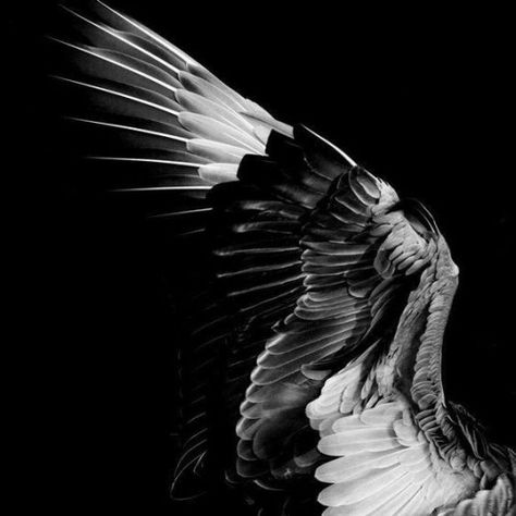 Angel Aesthetic, Foto Art, Crescent City, Angels And Demons, Fallen Angel, Black And White Photography, Dark Aesthetic, Bald Eagle, National Geographic