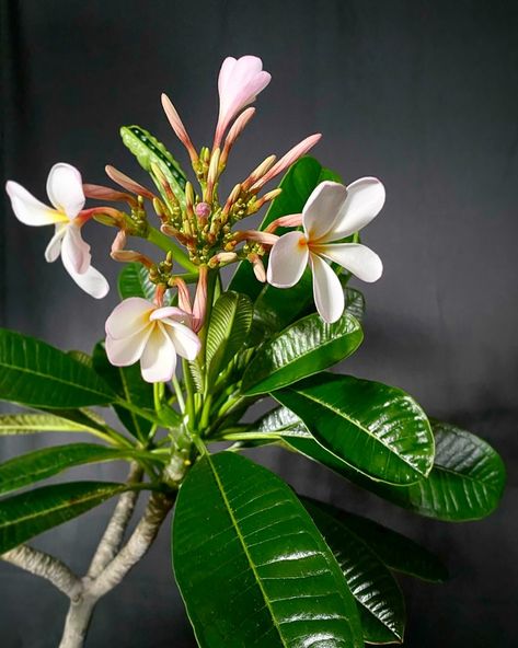 Ep. 42 - Plumeria obtusa Plant Profile Plumeria Tree, Pink Plumeria, Lucky Leaf, Rose Crafts, Plumeria Flowers, Tropical Tree, Today Episode, To Listen, Flower Painting