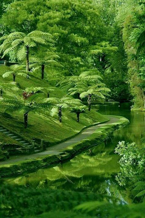 Green park 💚 Green Forest, Green Nature, Alam Yang Indah, Green Trees, Lush Green, Nature Wallpaper, Amazing Nature, Nature Pictures, Botanical Gardens