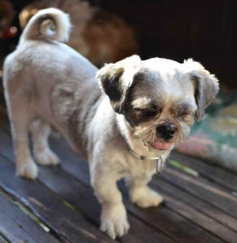 How long do Shih Tzus live Shih Tzu Rescue, Imperial Shih Tzu, Arm Flab, Shitzu Dogs, Shitzu Puppies, Baby Puppy, Puppy Proofing, Dog Pics, Tic Toc