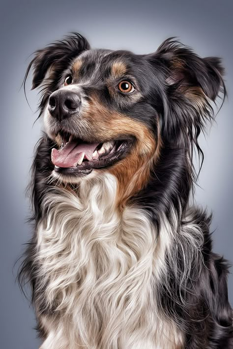 Dogs Photos, Dogs Pictures, Dog Picture, Dog Close Up, Beautiful Dog, Australian Shepherd Painting, Dogs Photography, Dog Photo, Australian Shepherd Art