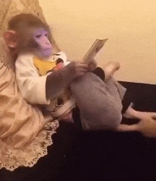 Laying In Bed Meme, Laying In Bed On Phone, Laying Down In Bed, Bed Meme, Sleep Meme, Monkey Memes, Snapchat Stickers, Monkey Pictures, Laying In Bed