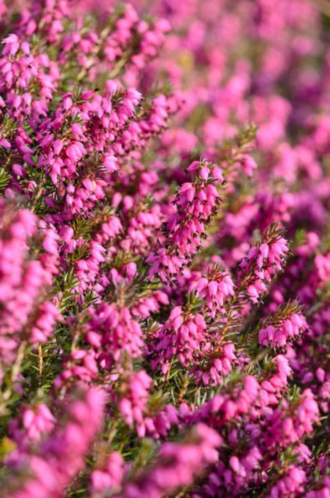 Erica Carnea 'Myretoun Ruby' (Winter Heath) is one of the darkest red Heath with masses of small, urn-shaped flowers that open heliotrope and deepen through magenta to rich, ruby-red over the season. Blooming heavily for weeks from mid winter to late spring (Jan-May), they beautifully smother the needle-like, dark green foliage Erica Plant, Erica Heather Plant, Winter Heath, Erica Carnea, Erica Flower, Heather Plant, Crassula Ovata, Bee Garden, Evergreen Shrubs