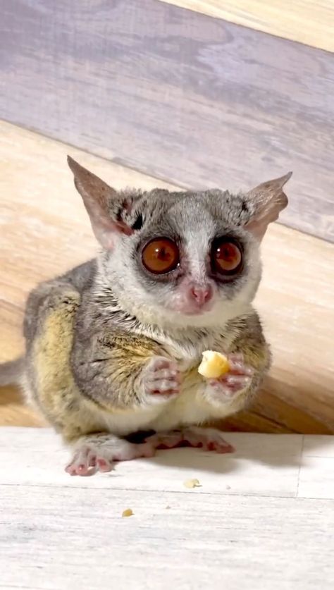 Mouse Lemur, Baby Lemur, Bush Baby, Unusual Animals, Baby Tattoos, Sugar Glider, Silly Animals, Cool Art Drawings, Cute Little Animals