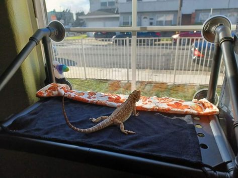 Diy Bearded Dragon Background, Bearded Dragon Play Area, Bearded Dragon Window Perch, Bearded Dragon Furniture, Traveling With A Bearded Dragon, Window Perch, Cat Perch, Bearded Dragon, Pet Care