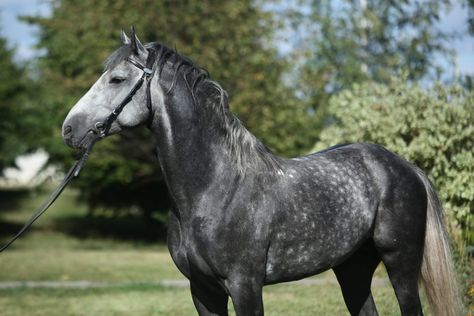 Orlov Trotter stallion Klarnet (”Clarinet”) – @orlovtrotter on Tumblr Orlov Trotter Horse, Fox Trotter Horse, Orlov Trotter, Kathiyawadi Horse, Marwari Horses, Pony Breeds, Custom Ideas, Appaloosa, Trotter