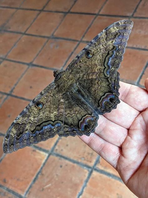 Pandora Sphinx Moth, Black Witch Moth Tattoo, Witch Moth, Witch Moth Tattoo, Moth Fashion, Moth Oc Male, Black Witch Moth, Emperor Moth, Cute Moth