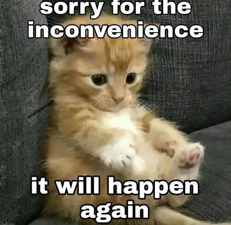 Sorry Cat Images, Im Sorry Cat, Cat Saying Sorry, Cat Memes Love, Sorry Memes, Cat Sorry, Cursed Cats, Funny Sorry, Cat Text