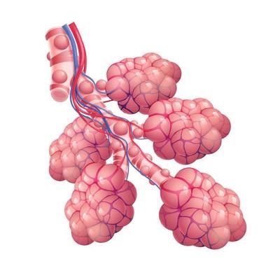 Anatomy alveoli. The air space in the lungs through which oxygen and carbon dioxide are exchanged. Vector illustration 7781778 Vector Art at Vecteezy Lung Anatomy, Portfolio Ideas, Air Space, Carbon Dioxide, Anatomy Art, Lungs, Art Portfolio, Biology, Drawing Sketches