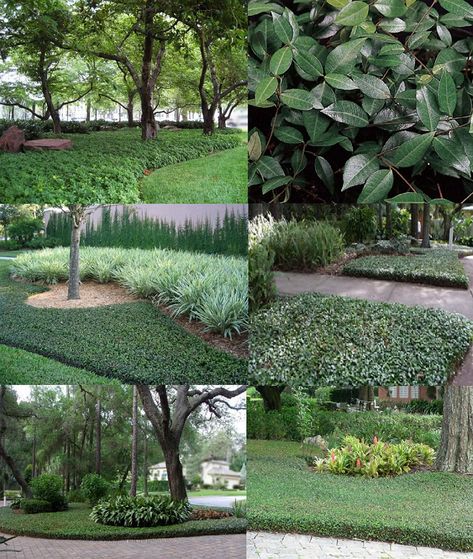 Asiatic Jasmine (Trachelospermum Asiaticum) - Zone 7b-10b Shade-Full Sun 1' Height 2'-3' Spread. Dark green shiny evergreen foliage forms a fast-growing thick blanket with this easy-care groundcover that's great under large shade trees! Deer, Heat, Mildew, Insect, & Drought resistant. Prefers moist, well-drained soil to establish. *Severe cold may cause it to drop some foliage. Asiatic Jasmine Landscaping, Asiatic Jasmine Ground Cover, Star Jasmine Ground Cover Front Yards, Asian Jasmine Groundcover, Groundcover Landscaping, Jasmine Ground Cover, Trachelospermum Asiaticum, Asiatic Jasmine, Southern Landscaping