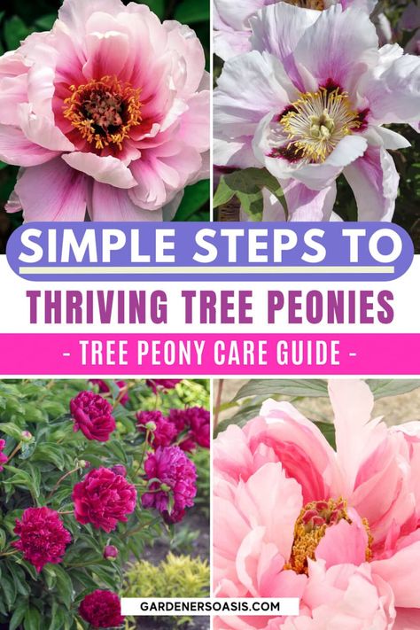 Tree Peony Care: How To Grow Tree Peonies | Gardening Ideas Partial Shade Perennials, Shade Perennial Garden, Shade Flowers Perennial, Peony Tree, Pruning Plants, Shade Loving Shrubs, Tree Peonies, Peony Care, Plants Under Trees