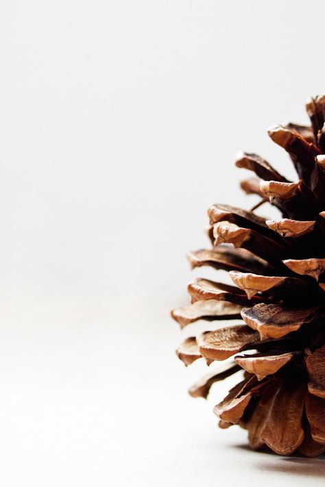 Foto Macro, Afrique Art, White Image, Natural Forms, Pine Cone, Macro Photography, Pine Cones, Photography Inspiration, Art Inspo