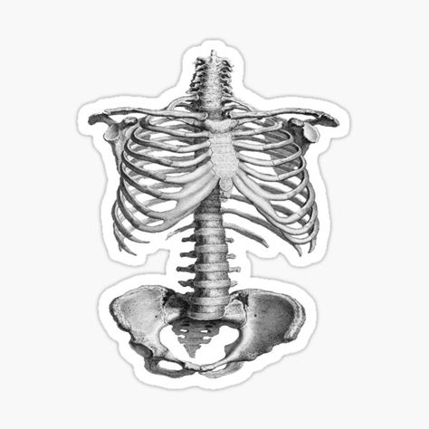 Cool Aesthetic Stickers, Doctor Stickers, Medical Stickers, Spinal Column, Stickers Cool, Science Stickers, Skeleton Sticker, Tumblr Stickers, Stickers Redbubble