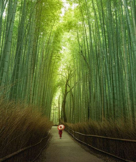 Bamboo Forest | Kyoto, Japan Bamboo Forest Japan, Japan Travel Photography, Tokyo Japan Travel, Buddhist Temples, Bamboo Forest, Wooden Houses, Bf Gf, Destination Voyage, Japan Photo