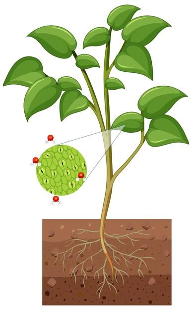 Motorcycle Illustration, Vascular Plant, Plant Drawing, Backgrounds Free, Image Illustration, Graphic Resources, Plant Leaves, Create Yourself, White Background