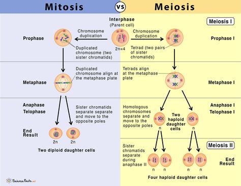 Meiosis Model, Mitosis And Meiosis, Mcat Study, Genetic Variation, Cell Cycle, 8th Grade Science, Biology Lessons, Nursing School Studying, Comparison Chart