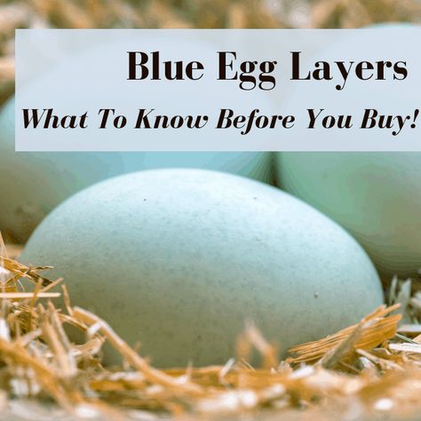 Chickens That Lay Blue Eggs: Buyer's Guide | Pampered Chicken Mama: Raising Backyard Chickens Easter Eggers Eggs, Blue Chicken Eggs, Largest Chicken Breed, Araucana Chickens, Ameraucana Chicken, Easter Egger Chicken, Heritage Chickens, Chicken Roost, Chicken Coloring