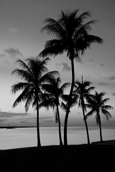 Black And White Palm Tree Wallpaper, Manifesting Aesthetic, Black Quotes Wallpaper, Palm Background, Grey Mood, Daniel Silva, Monochromatic Aesthetic, Iphone Wallpaper Photography, Cute Backgrounds For Iphone