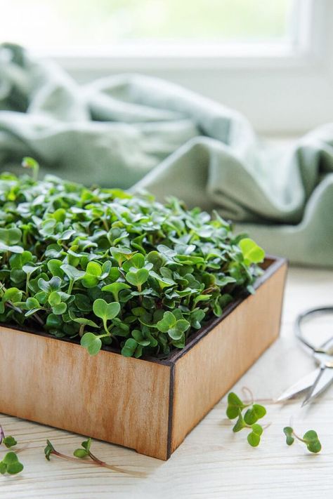 Tips for growing microgreens in winters Growing Microgreens, Keep Growing, Growing Indoors, Radishes, Unique Fonts, Cold Season, In The Winter, Winter Season, Kale