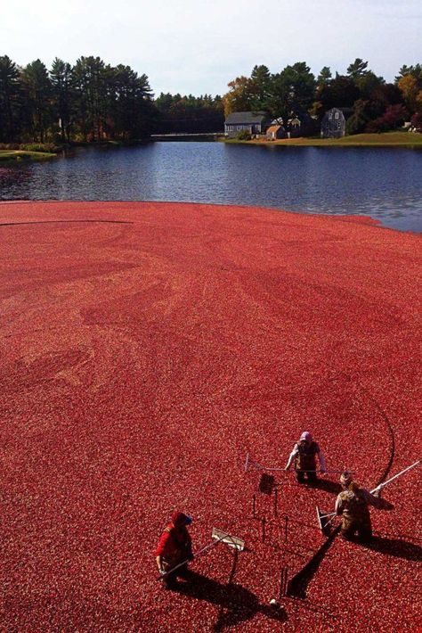 Cranberry picking in one of the cranberry bogs of Massachusetts.  Take an experiential Cranberry Bog Tour in Massachusetts.  A cranberry bog experience is a must-do fall event.  See the bright red cranberries floating in a cranberry bog and don waders to experience a cranberry harvest first hand.  #cranberrybog #travelcollecting #Massachusetts Soul Colors, Cranberry Farm, House Tully, Red Landscape, Cranberry Bog, Cranberry Wine, Witch Altar, Massachusetts Travel, The Cranberries