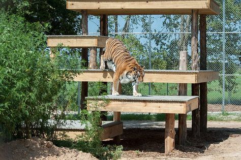 Pet Tiger, Wildlife Sanctuary, Wildlife Conservation, Forever Home, Black Beauty, Big Cats, Animal Rescue, Tigers, Animal Pictures