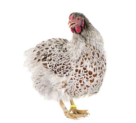 Blue Laced Wyandotte, Homemade Chicken Feed, Wyandotte Chickens, Wyandotte Hen, Blue Laced Red Wyandotte, Laced Wyandotte, Egg Laying Hens, Wyandotte Chicken, Laying Chickens Breeds